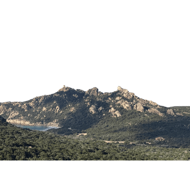 Lion de Roccapina